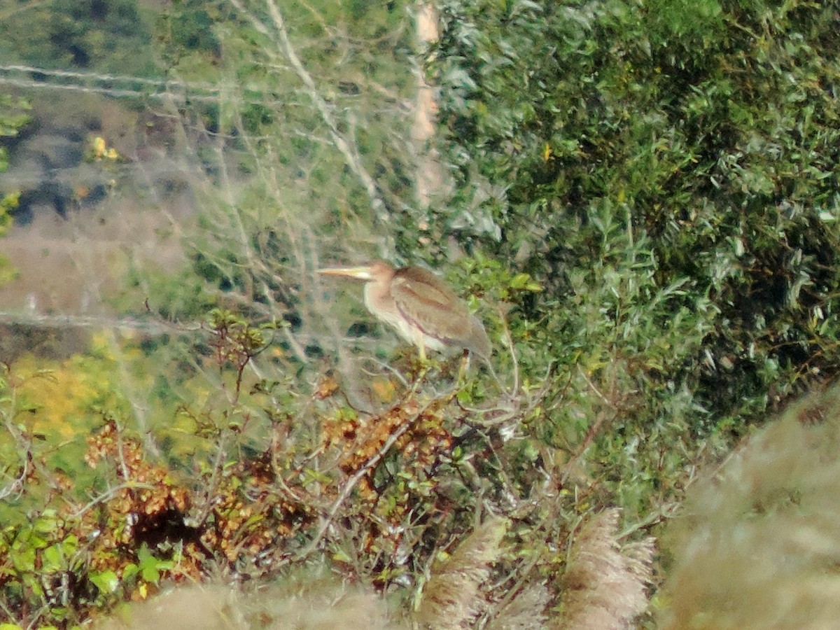 Erguvani Balıkçıl - ML646176679