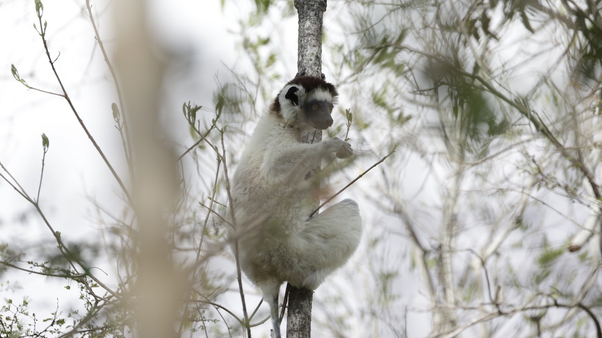 Animals - ML646176680