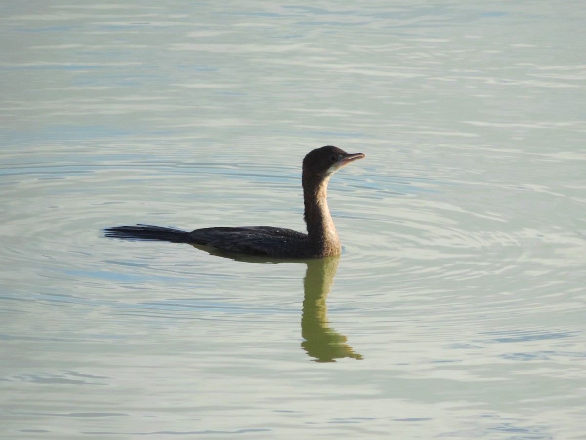 Ubarroi txikia - ML646176685