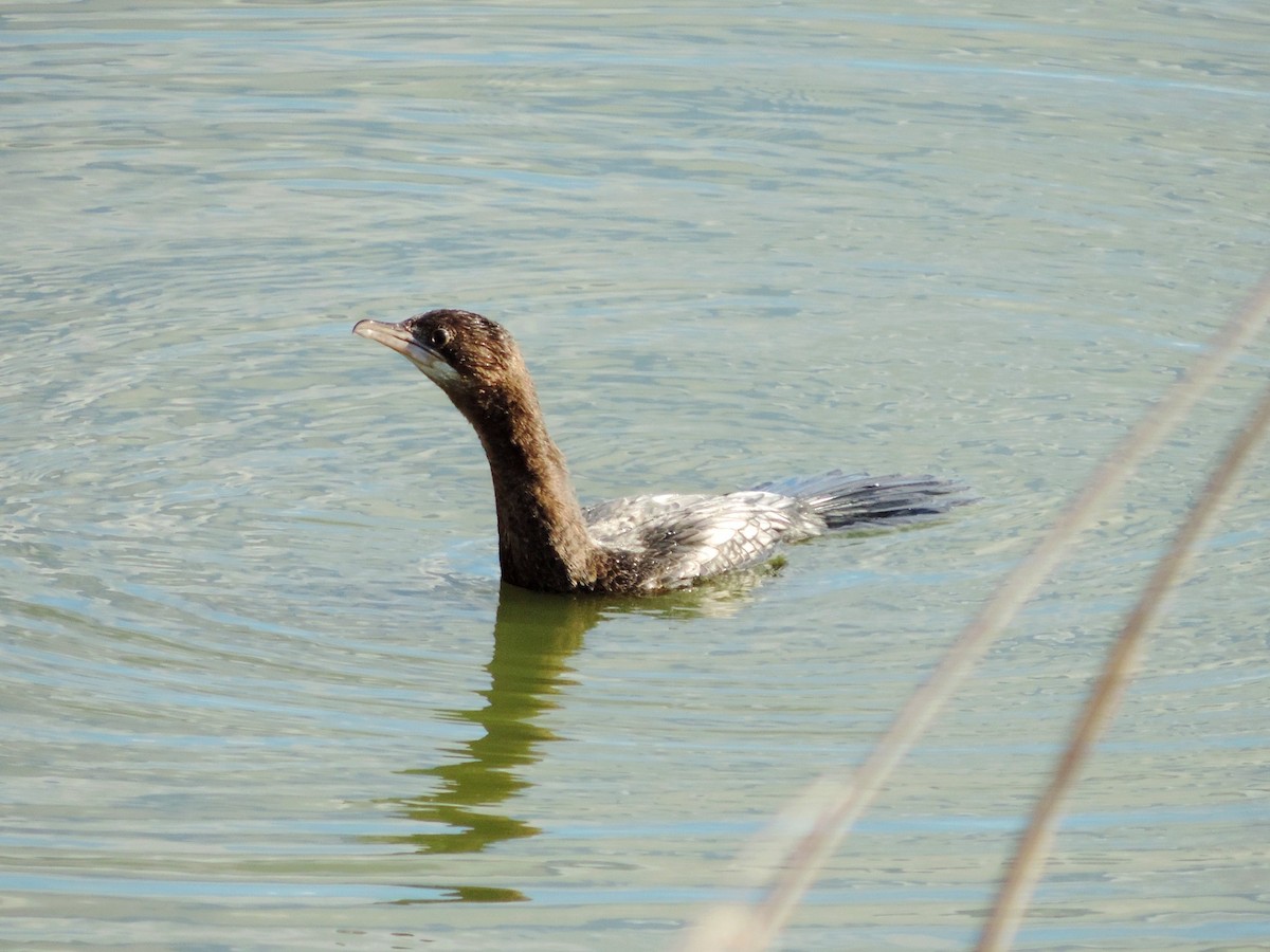 Ubarroi txikia - ML646176686