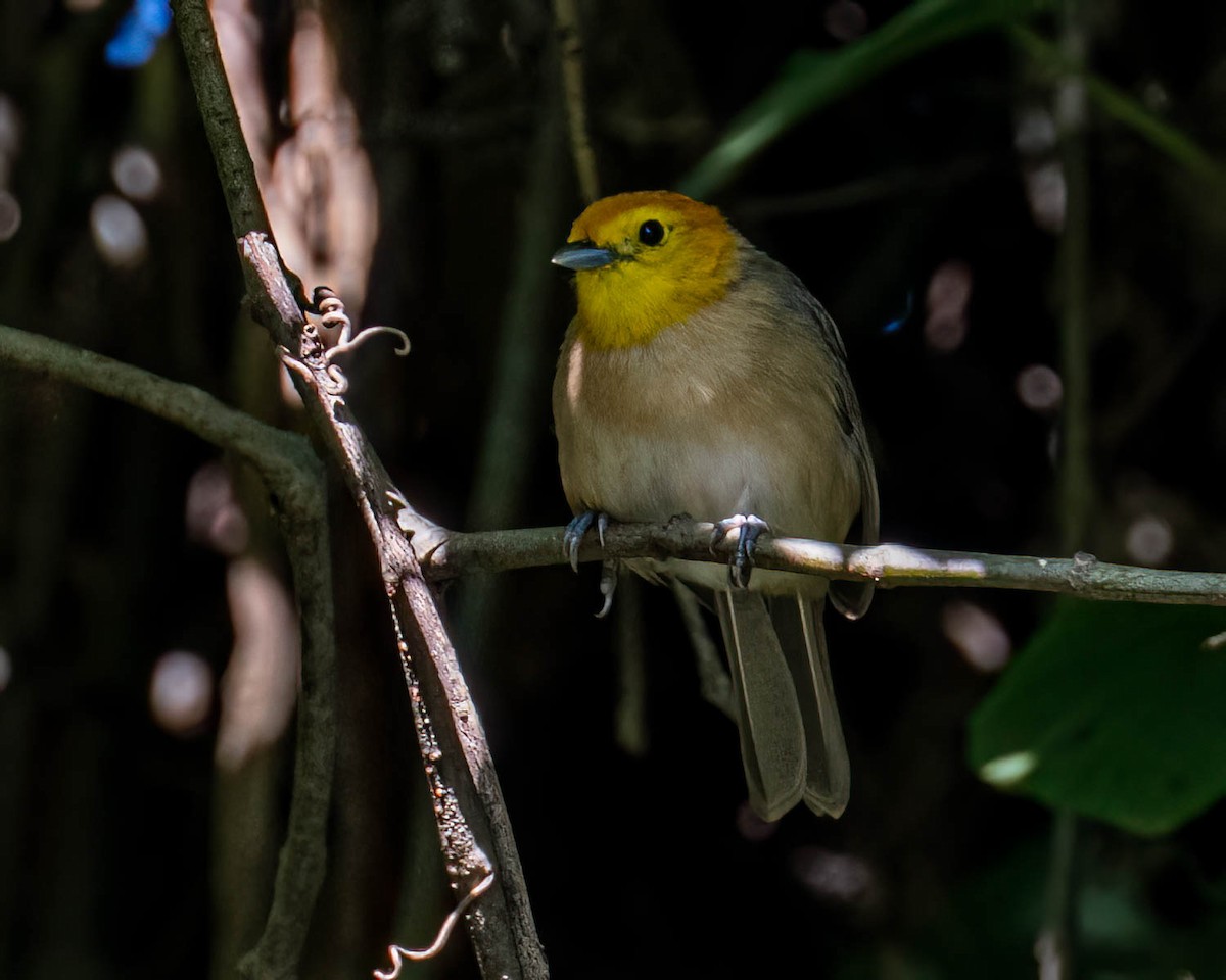Orange-headed Tanager - ML646176687