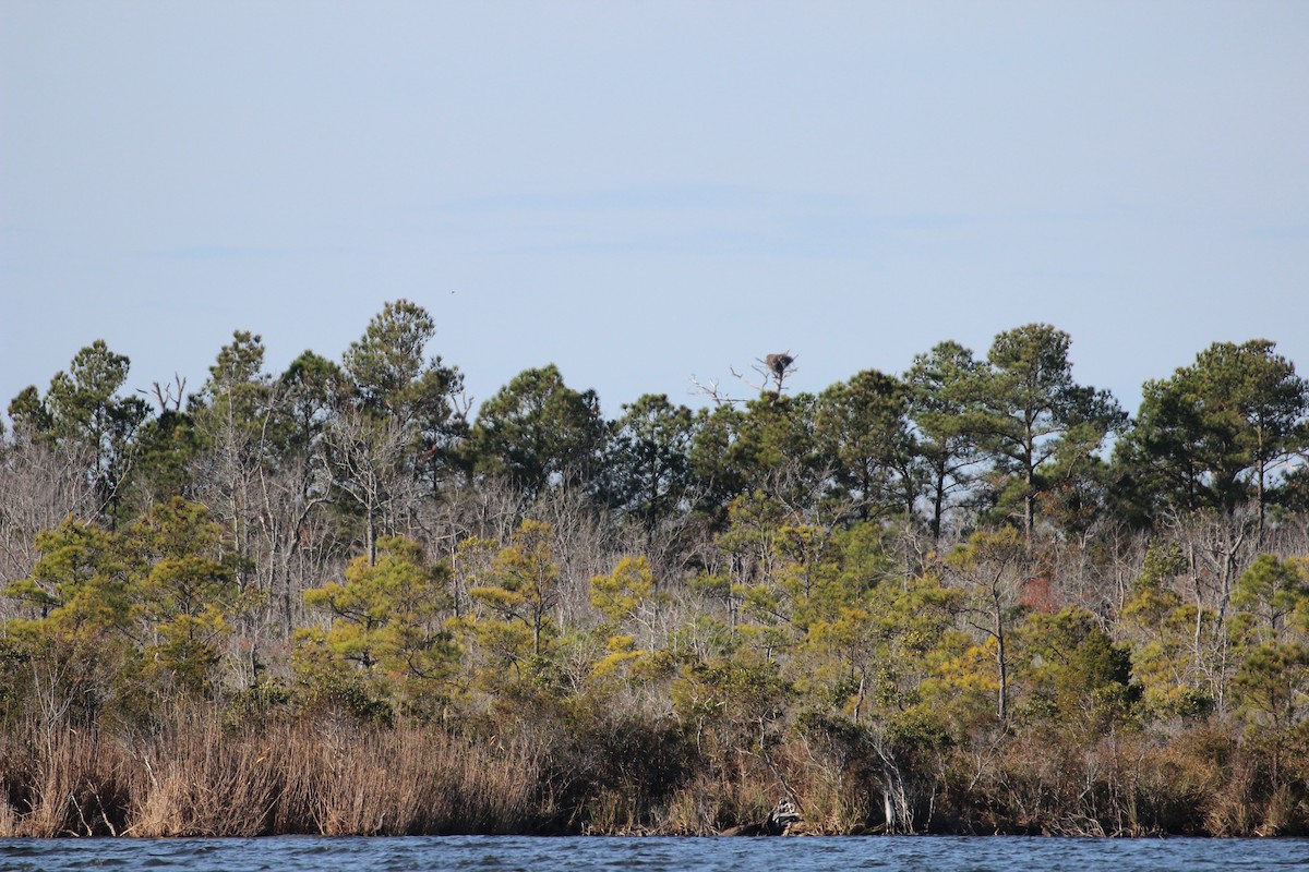 Bald Eagle - ML646176692
