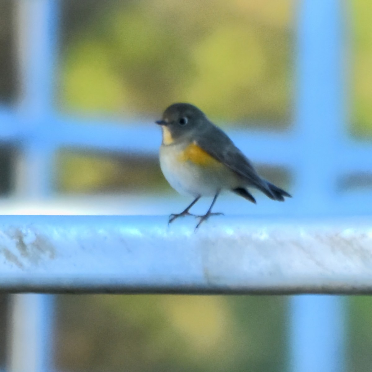 Codazzurro - ML646176713