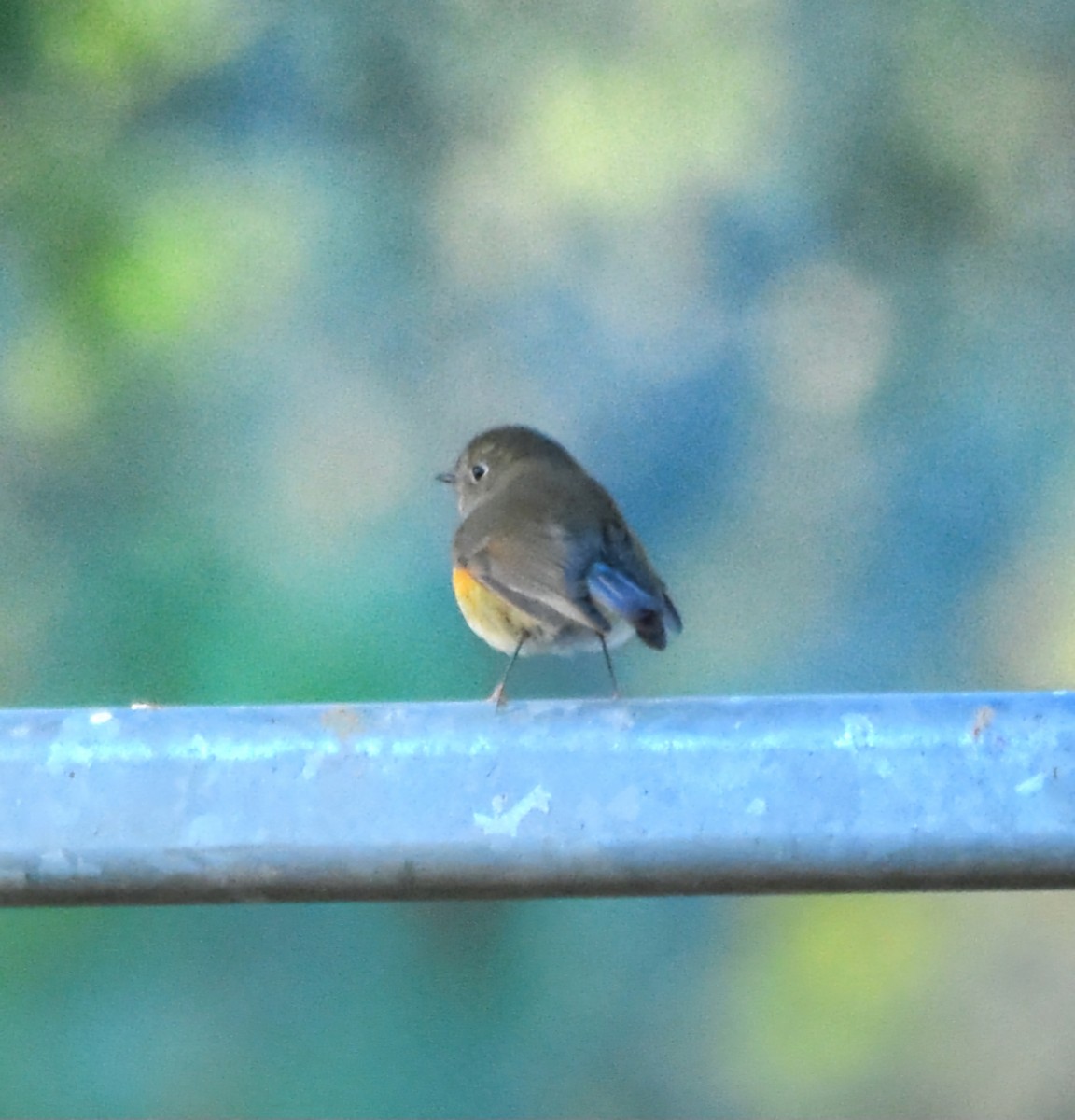 Codazzurro - ML646176714