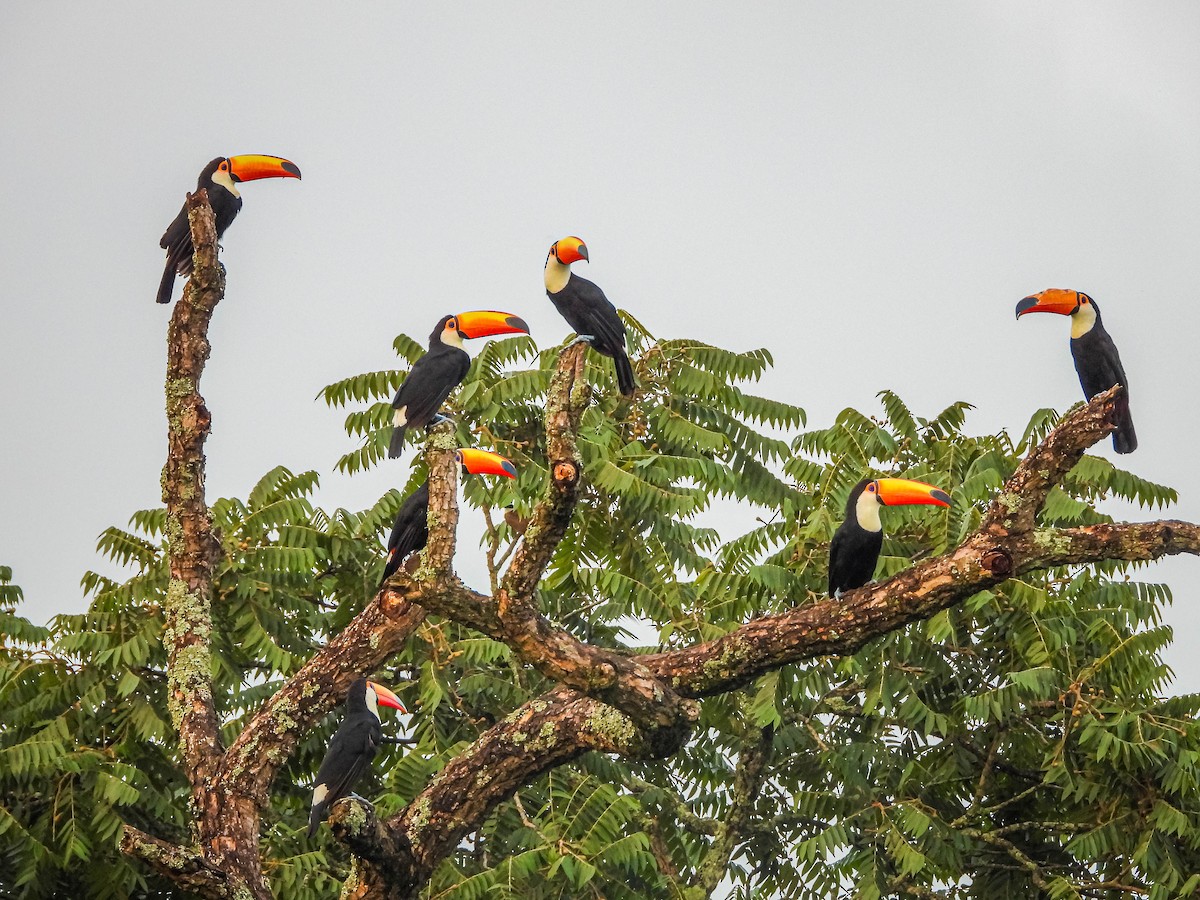 オニオオハシ - ML646176716