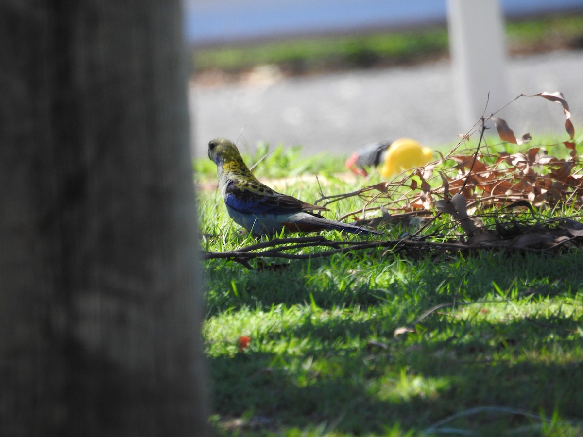 Pale-headed Rosella - ML646176718