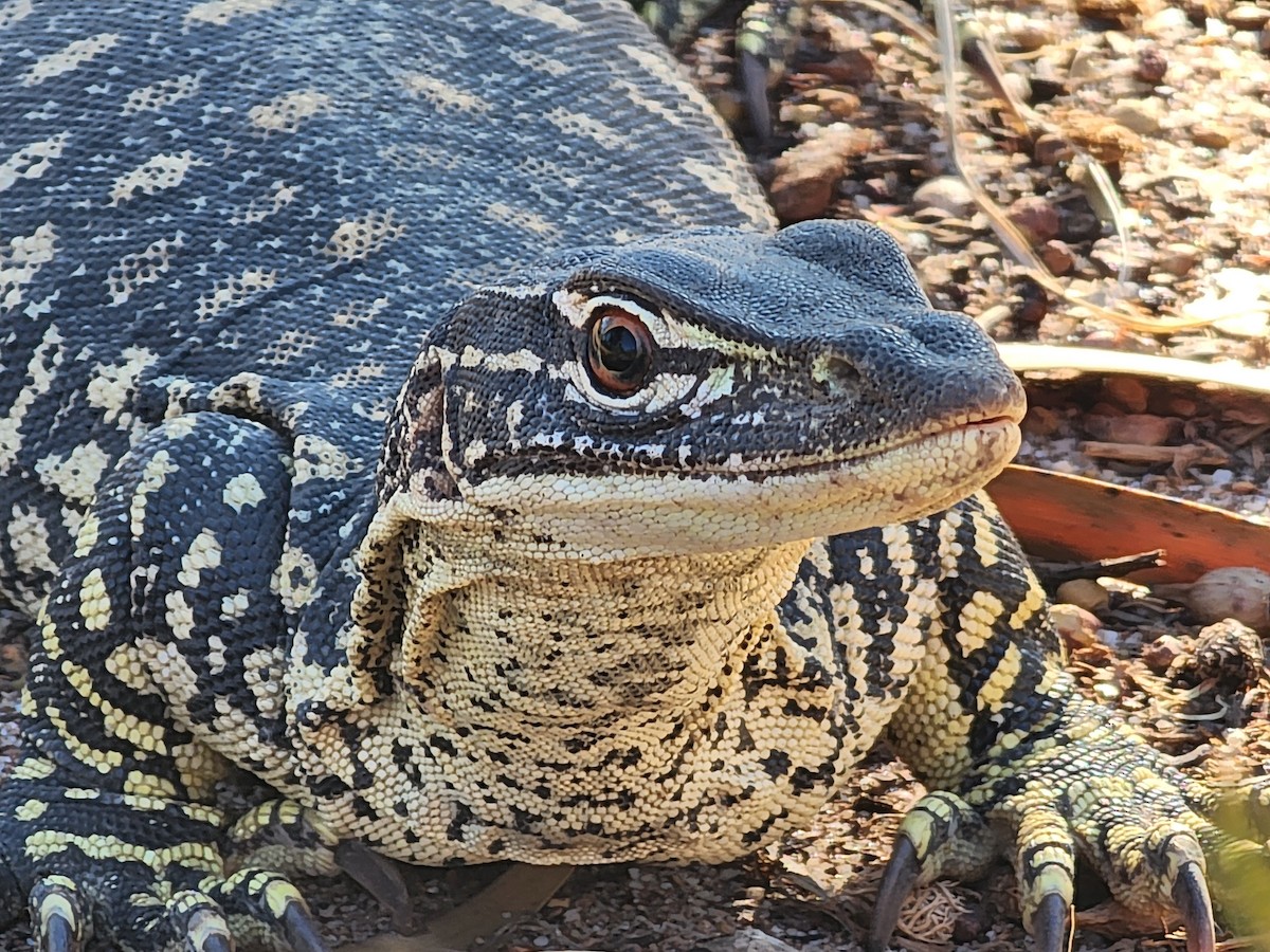 Animals - ML646176719