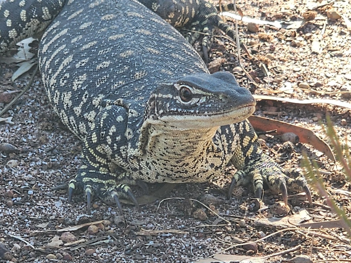 Animals - ML646176720