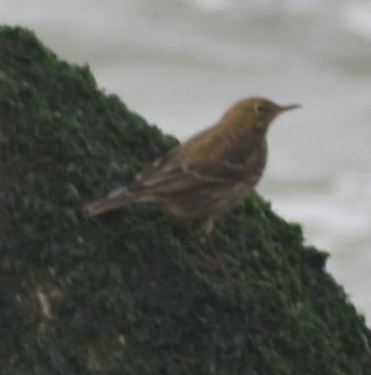 Strandpieper - ML646176732