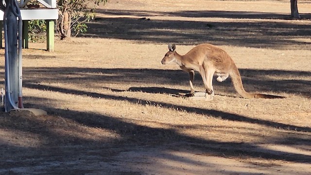 Western Grey Kangaroo - ML646176735