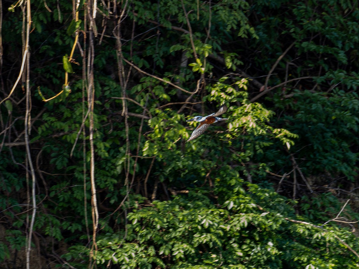 Ringed Kingfisher - ML646176784