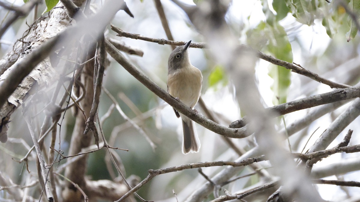 Common Newtonia - ML646176788