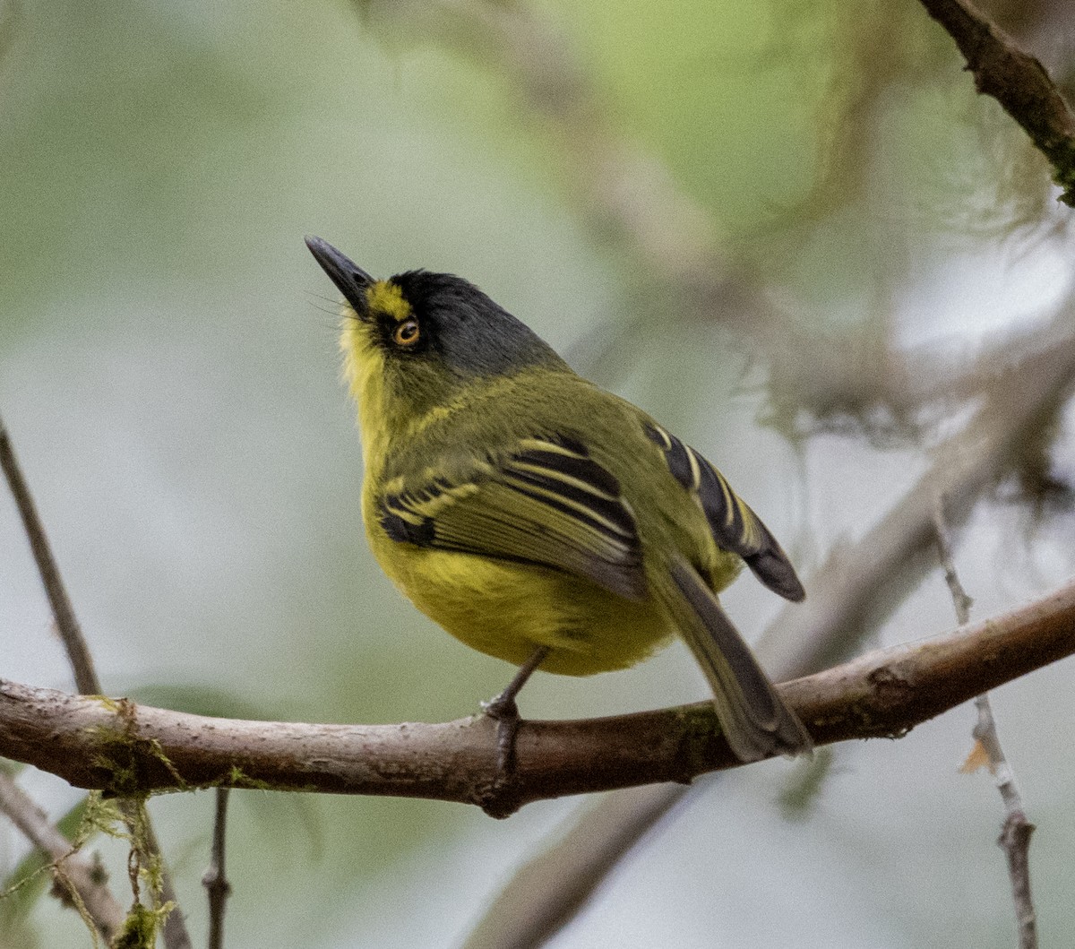 Gray-headed Tody-Flycatcher - ML646176789
