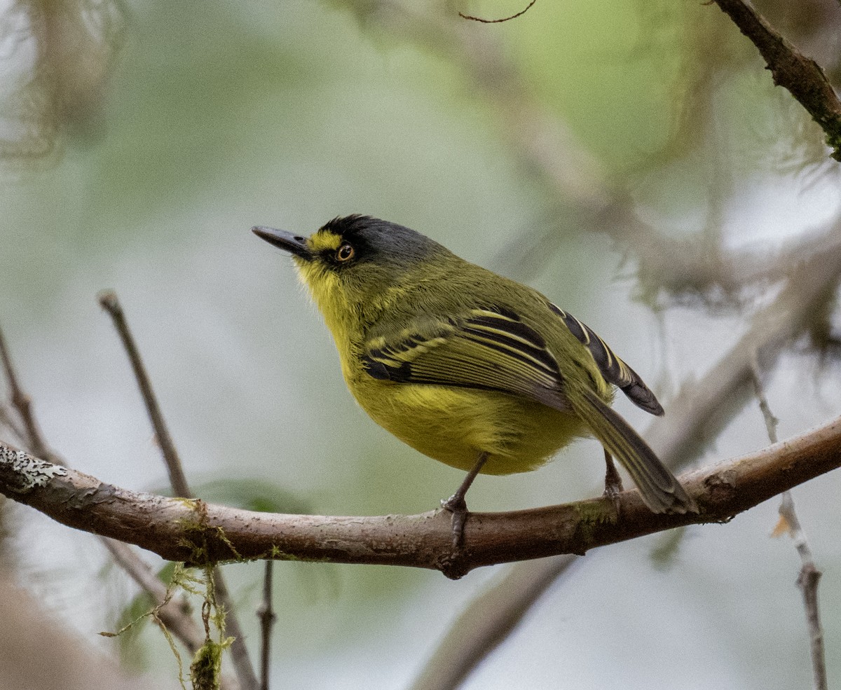 Gray-headed Tody-Flycatcher - ML646176790