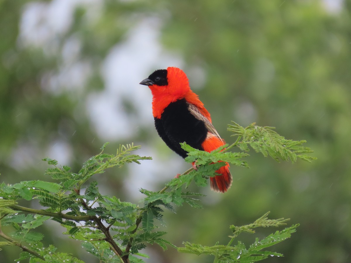 snovač oranžový - ML646176794