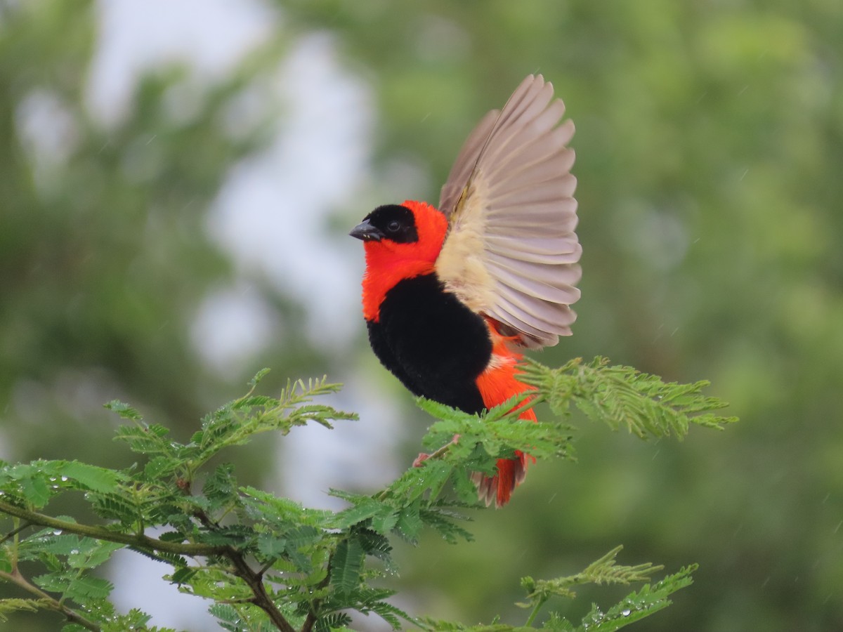 snovač oranžový - ML646176795