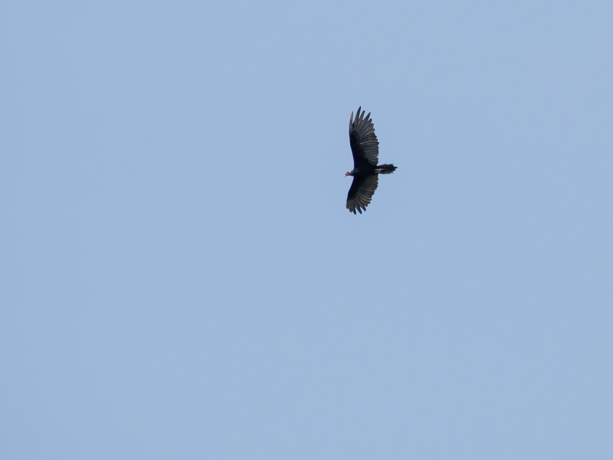 Turkey Vulture - ML646176800
