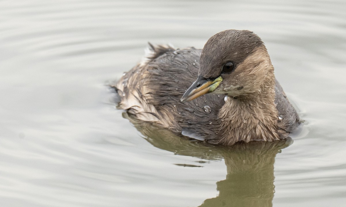 Little Grebe - ML646176804