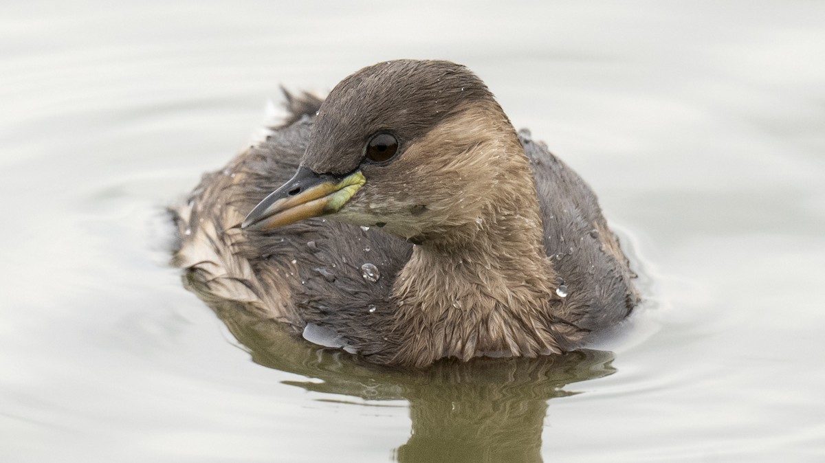 Little Grebe - ML646176805