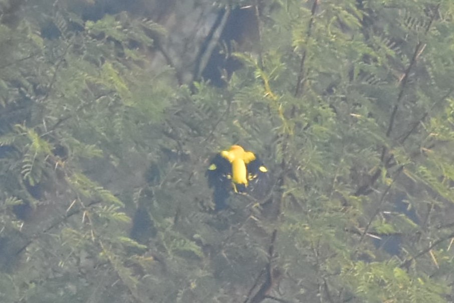 Indian Golden Oriole - ML646176806