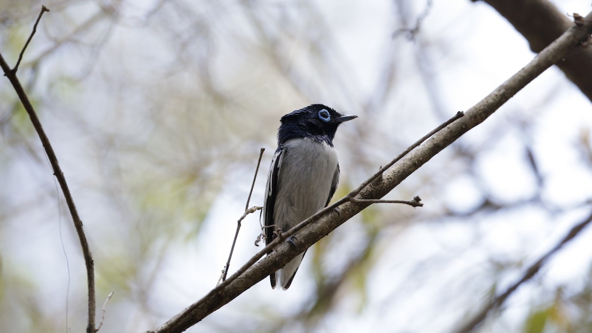 Malagasy Paradise-Flycatcher (Malagasy) - ML646176810