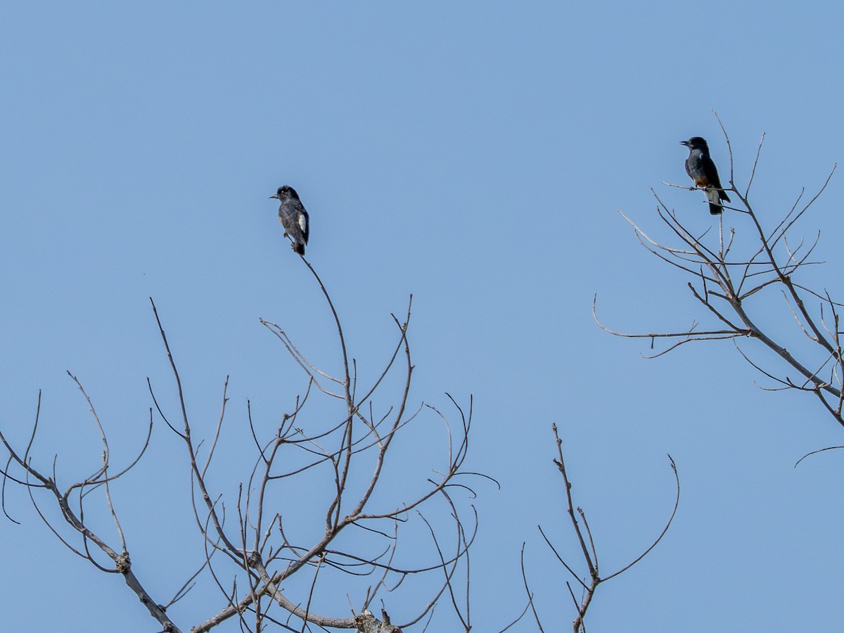 Swallow-winged Puffbird - ML646176812