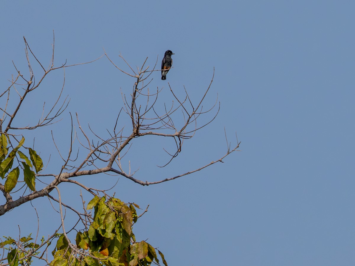 Swallow-winged Puffbird - ML646176813