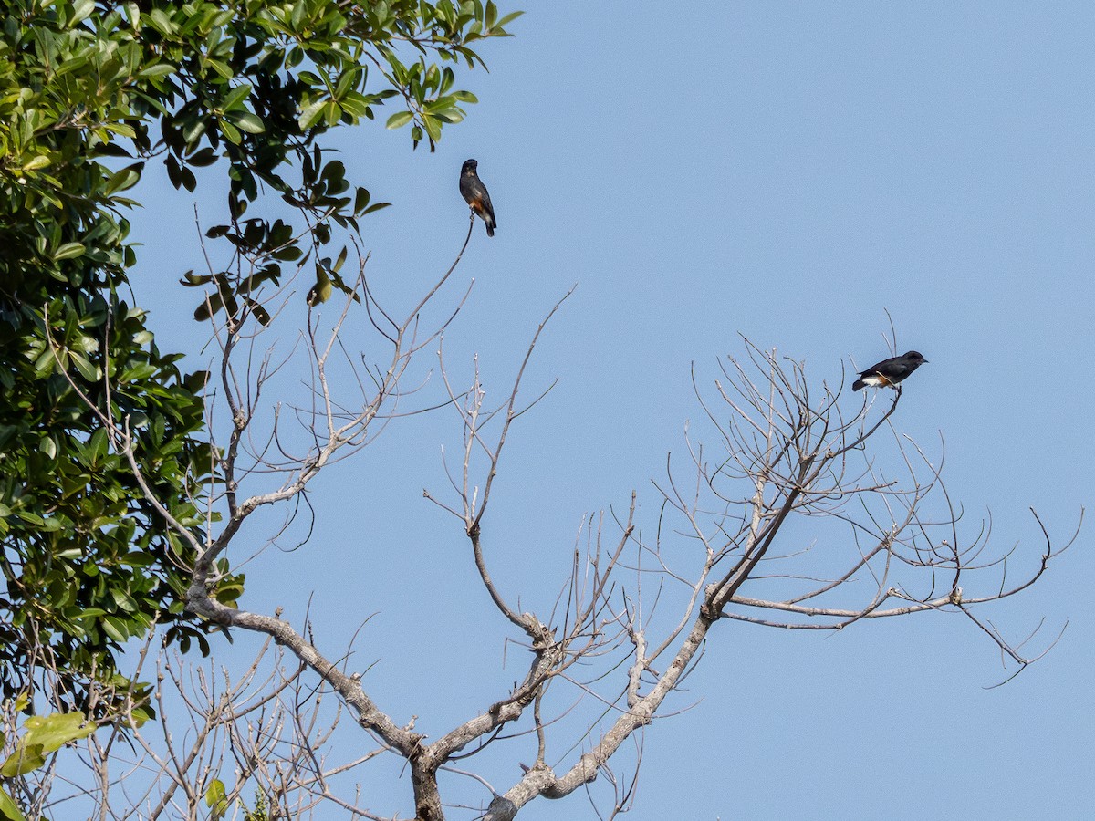 Swallow-winged Puffbird - ML646176814