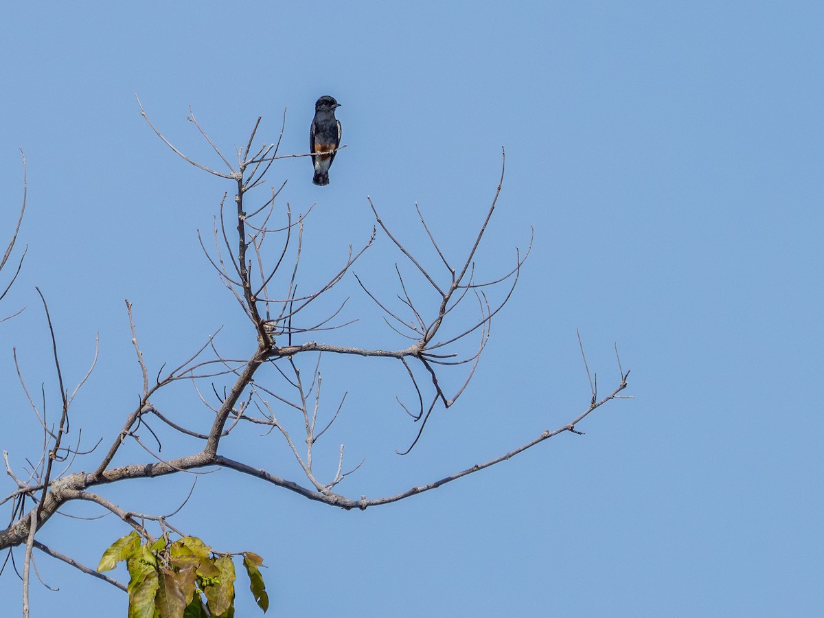 Swallow-winged Puffbird - ML646176815