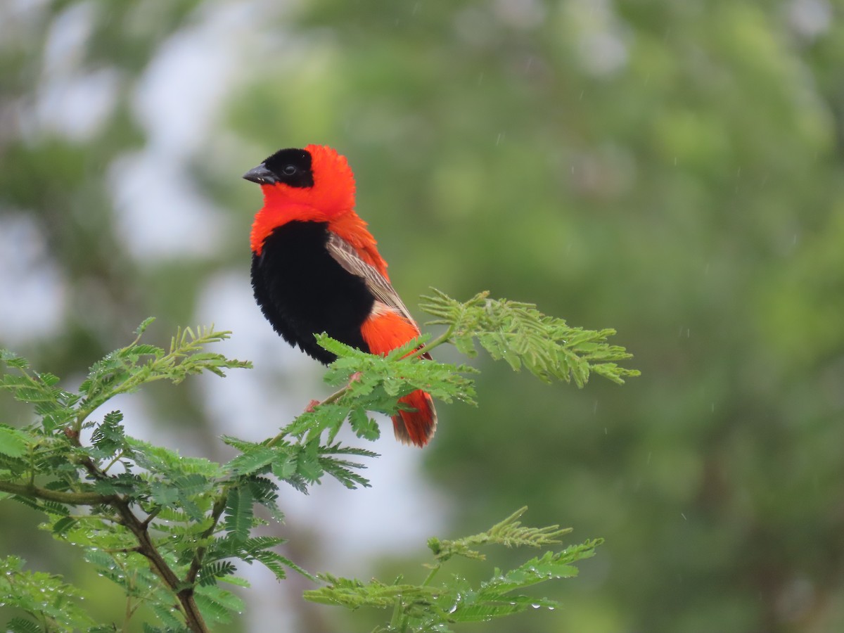 snovač oranžový - ML646176823