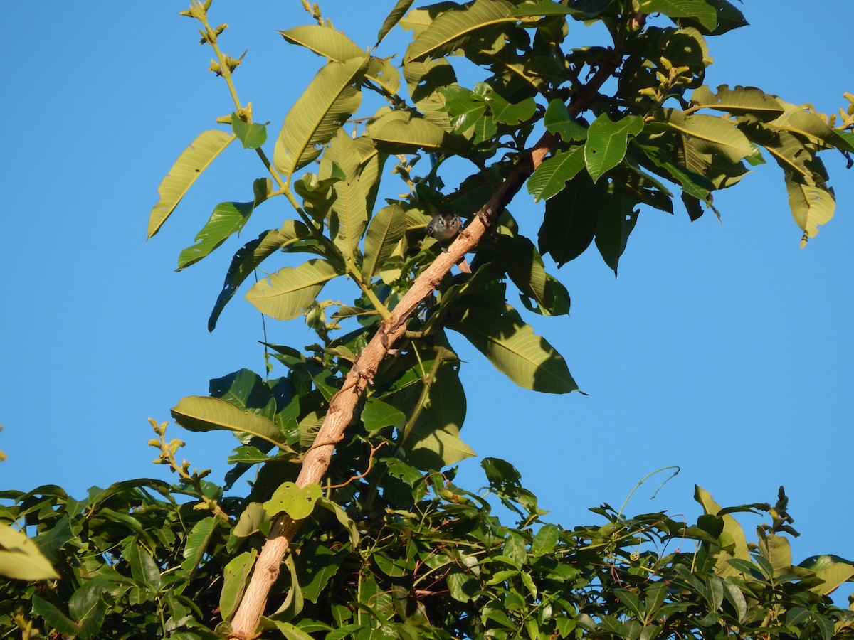 Black-capped Antwren - ML646176824