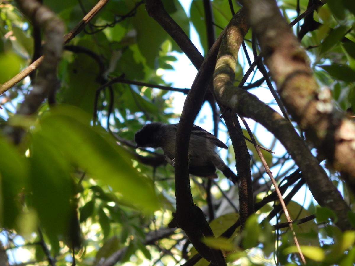 Black-capped Antwren - ML646176825