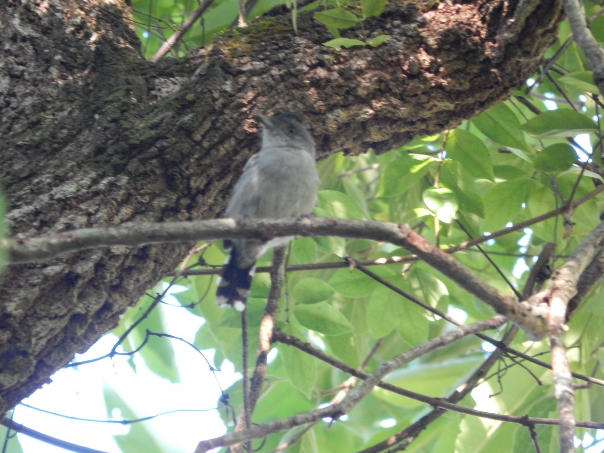 Black-capped Antwren - ML646176828