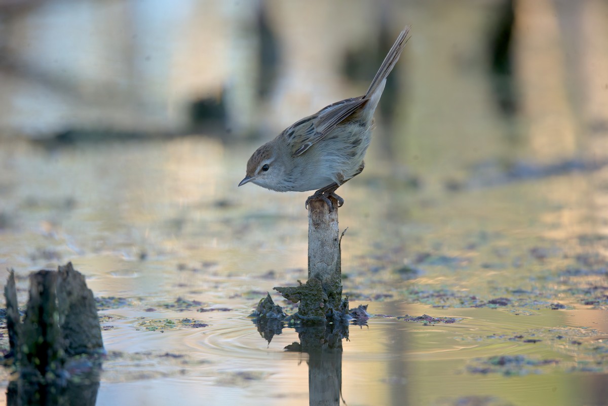 Little Grassbird - ML646176830