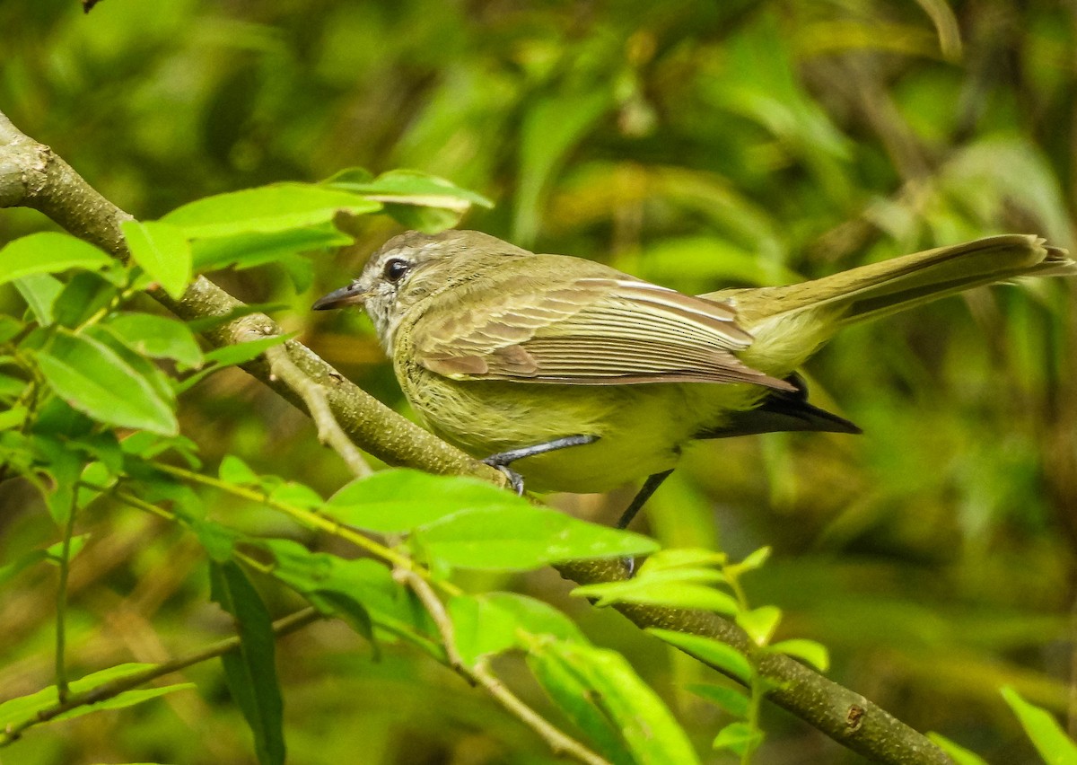 Greenish Elaenia - ML646176834