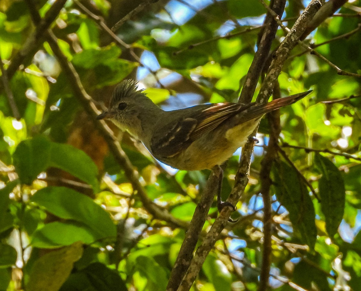 Желтобрюхая эления - ML646176840