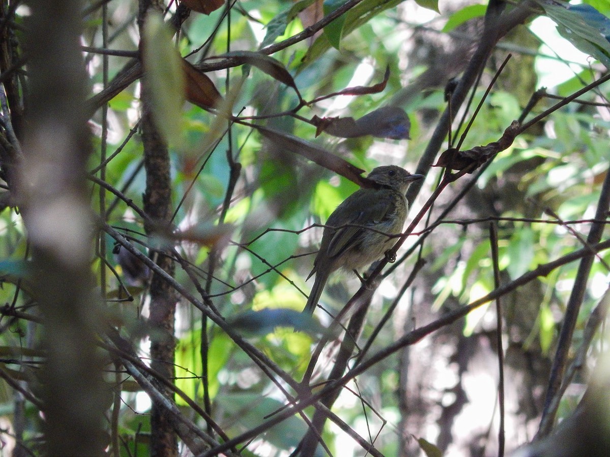 Pale-bellied Tyrant-Manakin - ML646176842