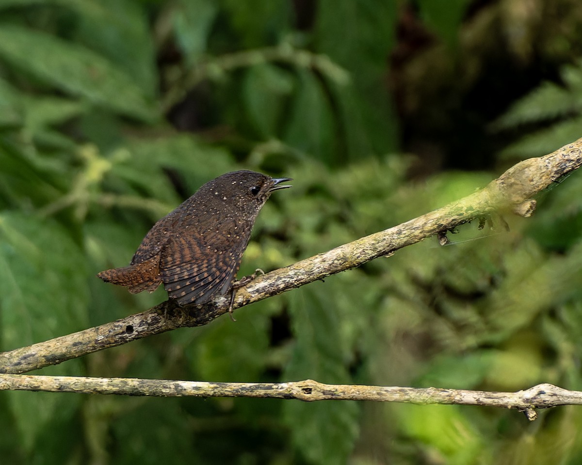 Spotted Elachura - ML646176845