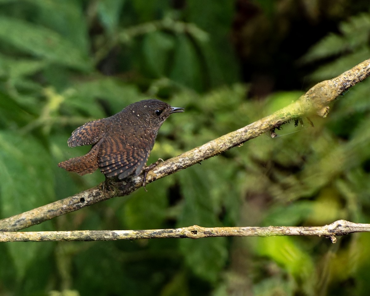 Spotted Elachura - ML646176846