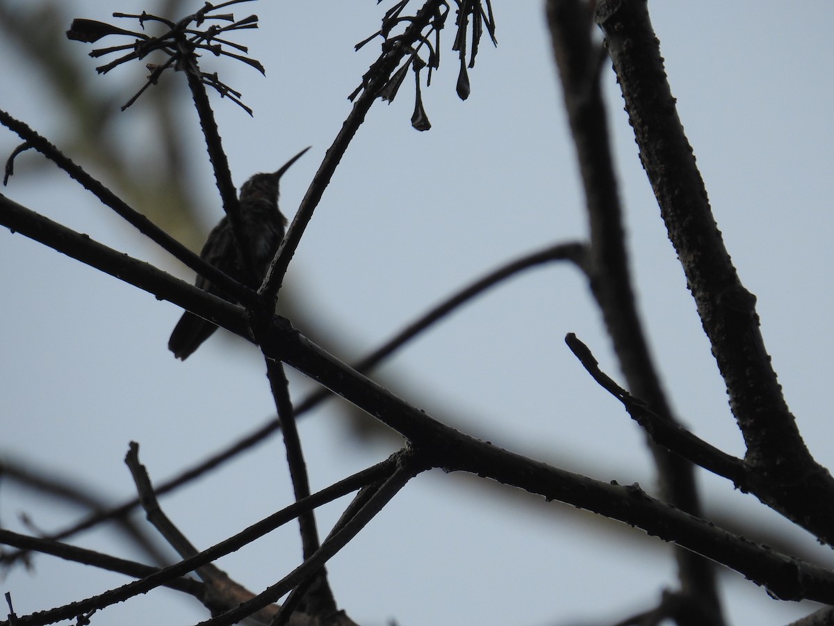 Green-breasted Mango - ML646176848