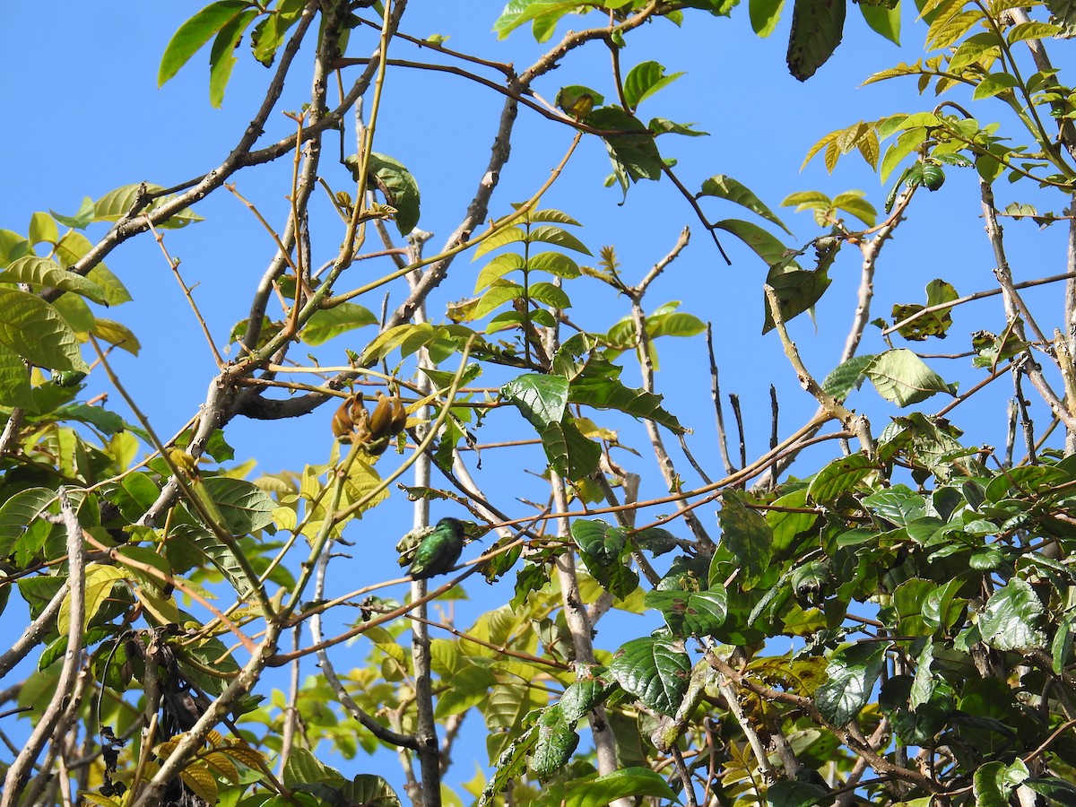 Green-breasted Mango - ML646176849