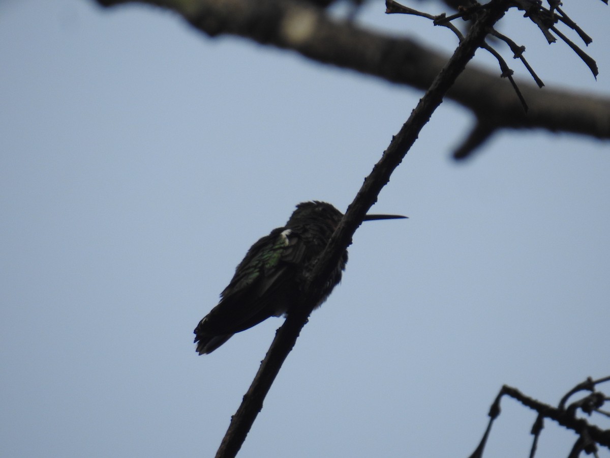Green-breasted Mango - ML646176850