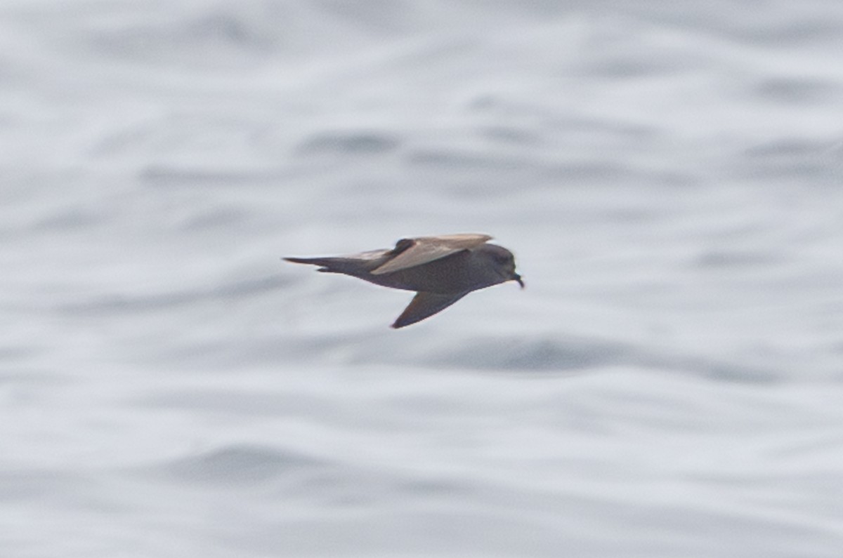 buřňáček popelavý - ML646176851