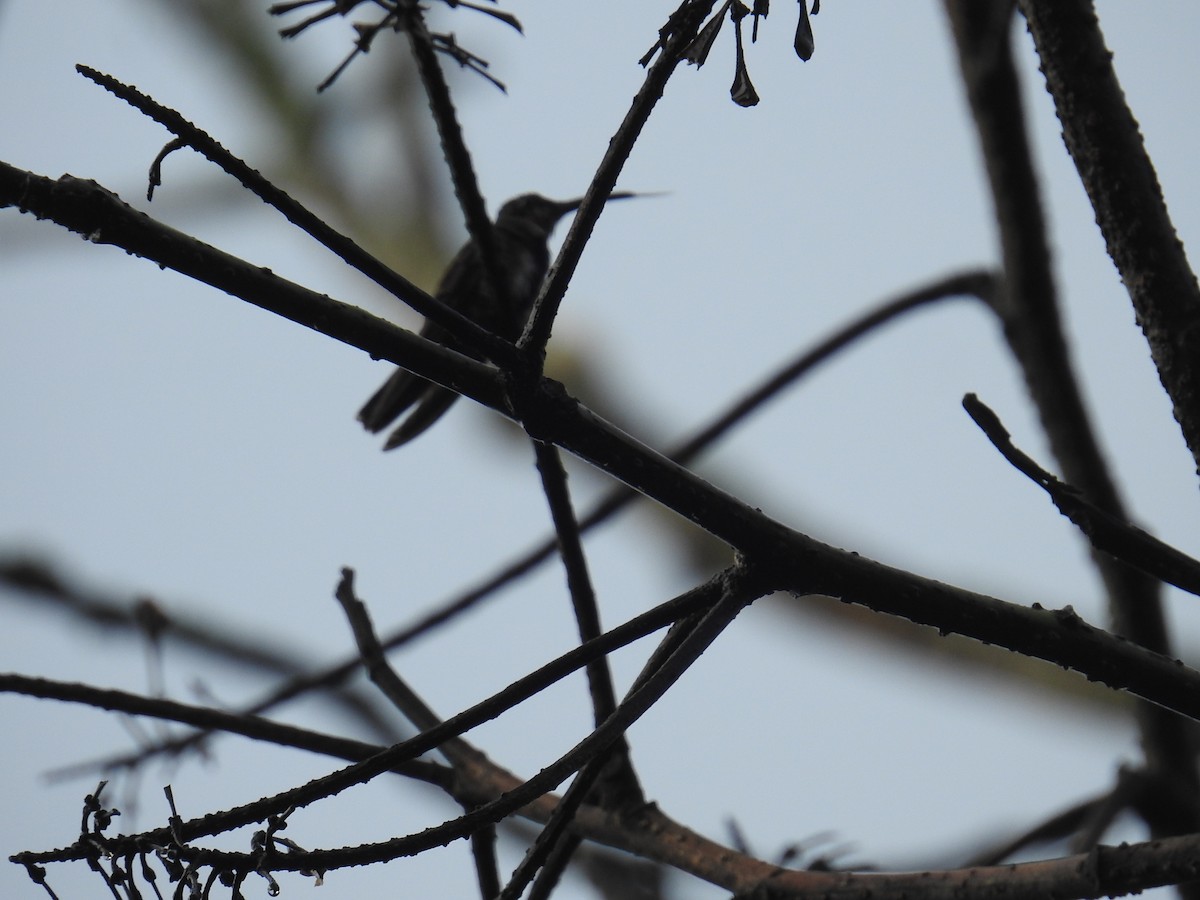 Green-breasted Mango - ML646176852