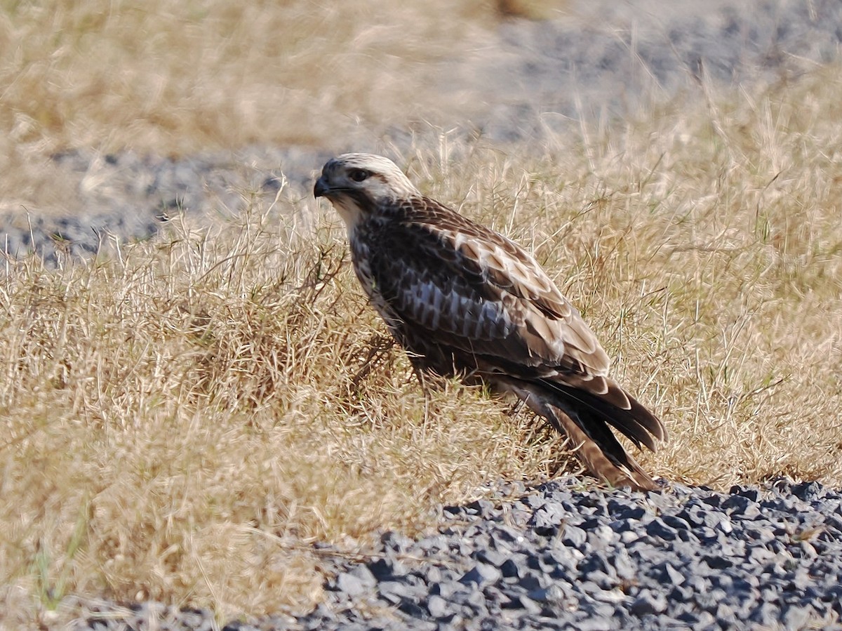 Eastern Buzzard - ML646176864