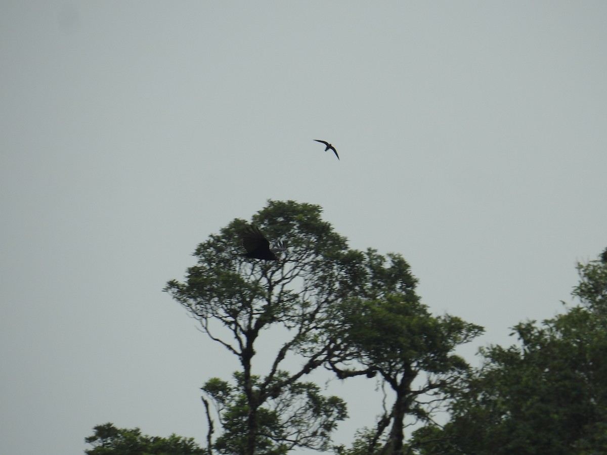 White-collared Swift - ML646176875