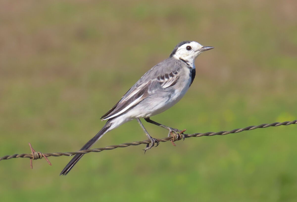 נחליאלי לבן - ML646176876