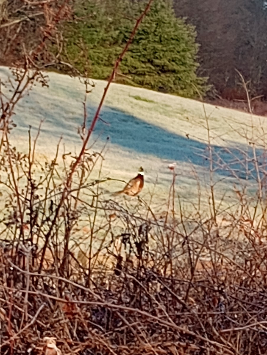 Sülün - ML646176877