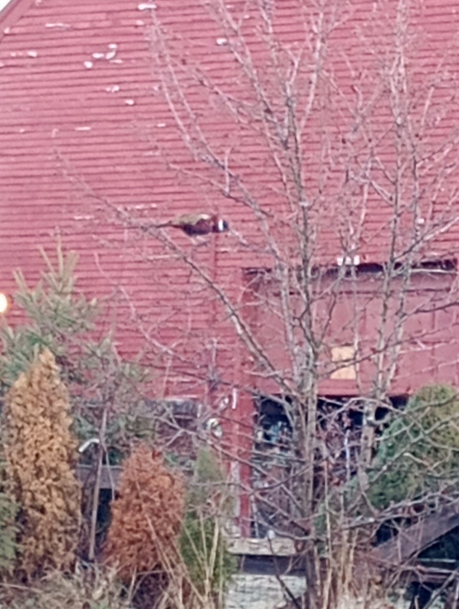 Sülün - ML646176881