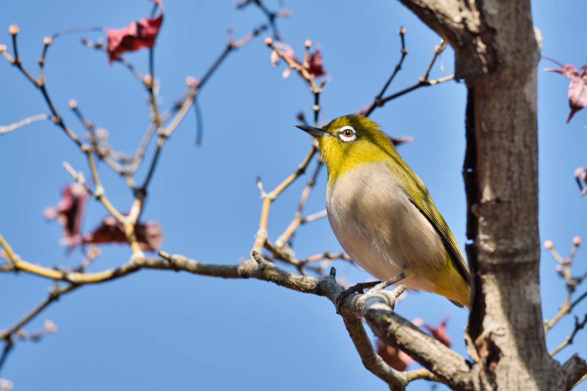 Окулярник японський - ML646176883